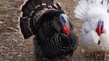 Vahşi siyah hindi kameraya bakar ve bölgesini korumak için tehditkar bir şekilde bağırır. Köydeki hayvan çiftliği. Açık havada. Kimse yok..