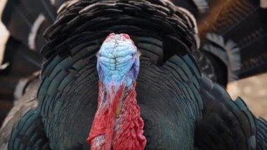 Tüyleri siyah, boynu kırmızı, kafası mavi tüylü ürkünç bir hindinin portresini yakından çek. Hayvan saldırganca kameraya bakıyor ve yaklaşıyor. Köydeki kümes hayvanları çiftliği. Açık hava..