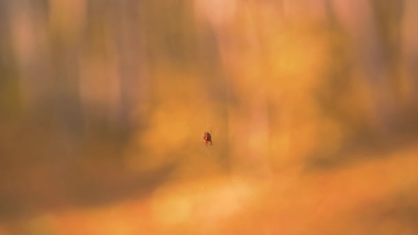 秋の黄色の森のぼんやりとした背景を背景に 小さなクモが風に揺れる — ストック動画
