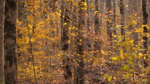 Dicht Ondoordringbaar Mooi Bos Rusland Met Gele Bladeren Hoge Bomen — Stockvideo