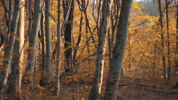 Panning Widok Bajecznego Lasu Gołymi Drzewami Złotymi Liśćmi Jesienne Tło — Wideo stockowe