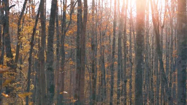 Avondzon Schijnt Door Veel Bomen Met Gele Bladeren Een Herfstlandschap — Stockvideo