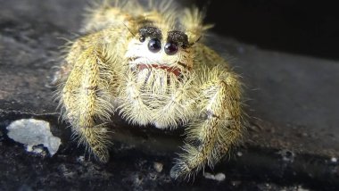 Altın renkli mini örümceğin yakın çekimi