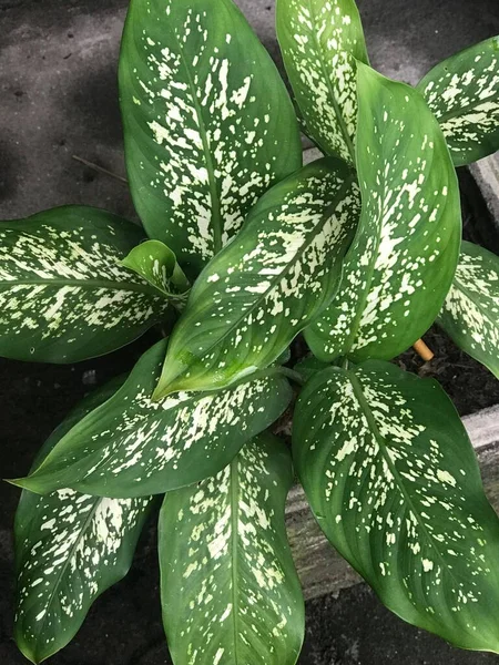 Bahçedeki bitkinin en yakın çiçeği.