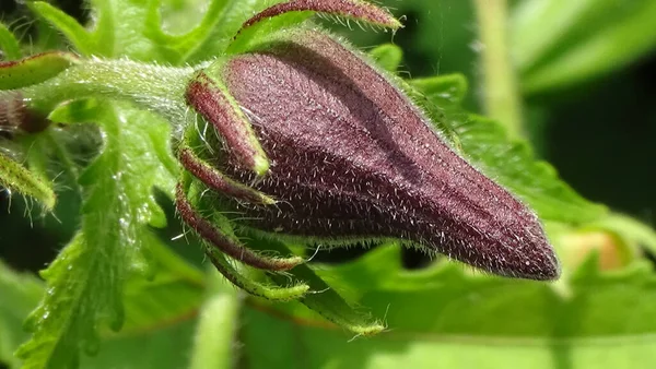 Bahçedeki bitkinin en yakın çiçeği.