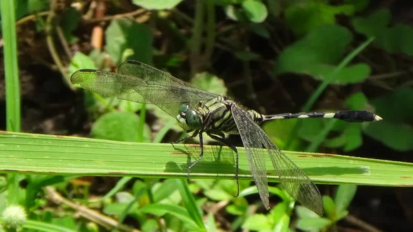 Sabahları yaprağın üzerinde yusufçuk var.