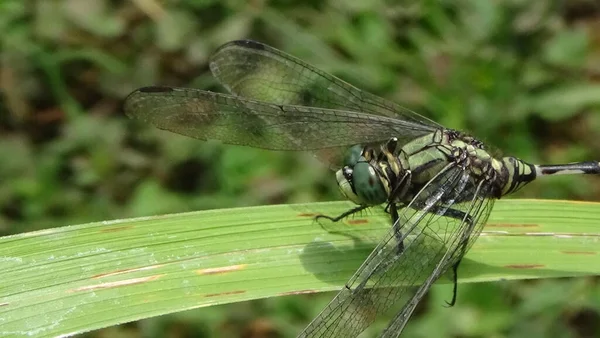 Sabahları yaprağın üzerinde yusufçuk var.