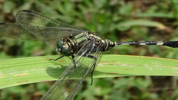 Sabahları yaprağın üzerinde yusufçuk var.