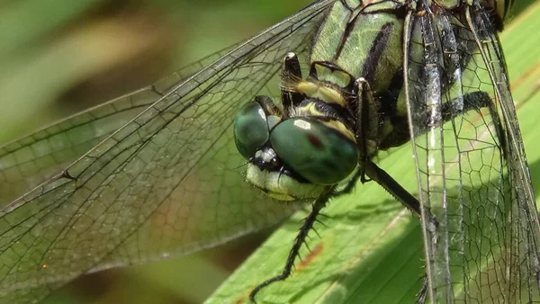 Sabahları yaprağın üzerinde yusufçuk var.