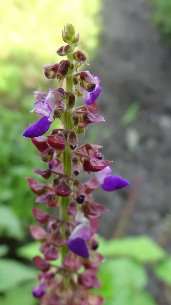 Bahçedeki bitkinin en yakın çiçeği.