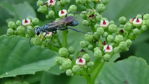 Closeup Bugs Folha Jardim — Fotografia de Stock