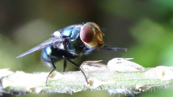 Bahçedeki yaprağın üzerinde yakın çekim böcekleri