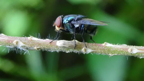 Close Insecten Het Blad Tuin — Stockfoto