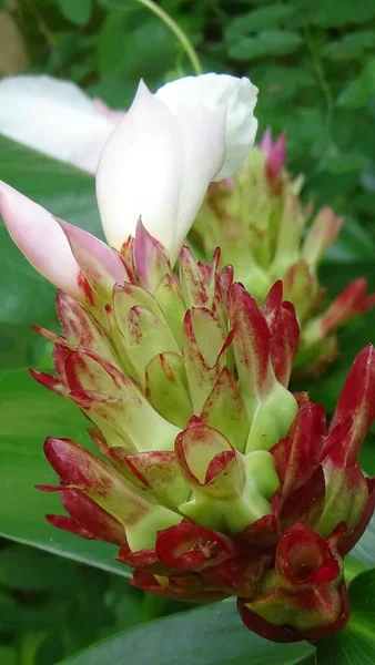 Bahçedeki bitkinin en yakın çiçeği.