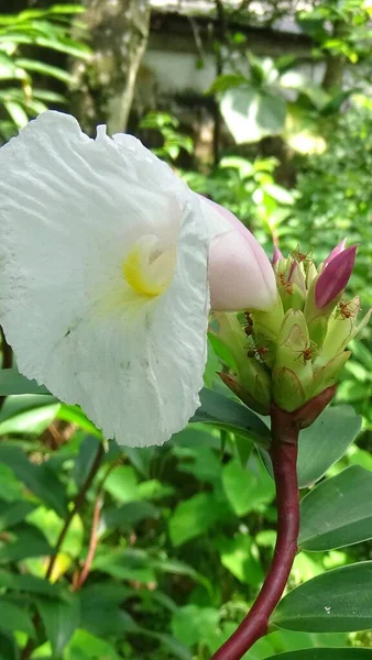 Bahçedeki bitkinin en yakın çiçeği.