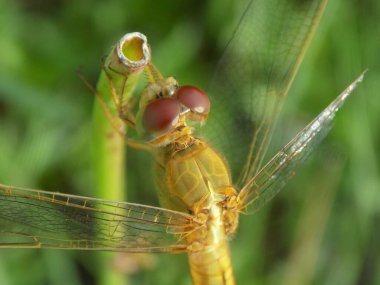 Tarladaki yusufçuğun yakın plan fotoğrafı.