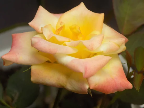Bahçedeki güzel çiçeğin yakın plan fotoğrafı.