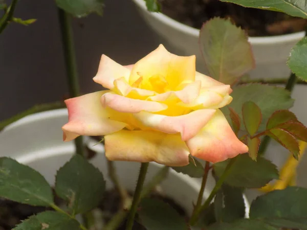 Bahçedeki güzel çiçeğin yakın plan fotoğrafı.