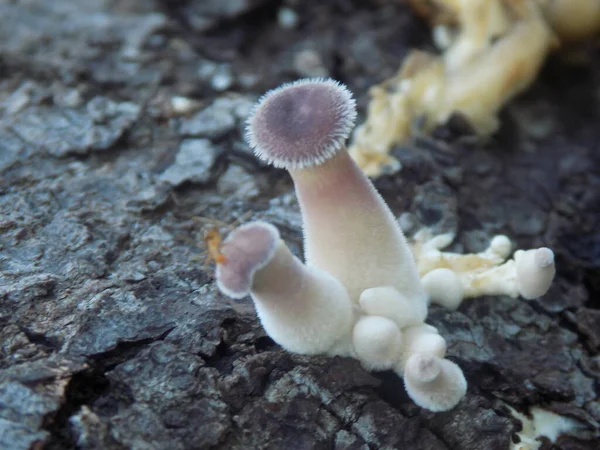 Ormandaki mantarların güzel fotoğrafları.