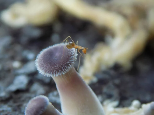 Ormandaki mantarların güzel fotoğrafları.