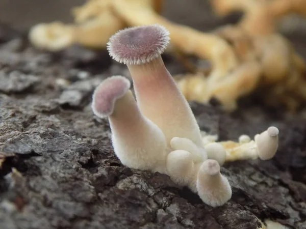 Ormandaki mantarların güzel fotoğrafları.