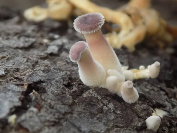 Beautiful Photos Mushroom Wood — Stock Photo, Image