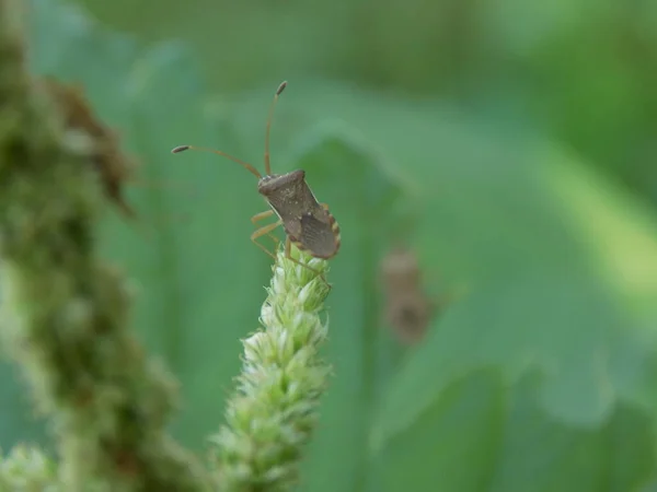 Closeup Bugs Animal Garden Morning — Stock Photo, Image