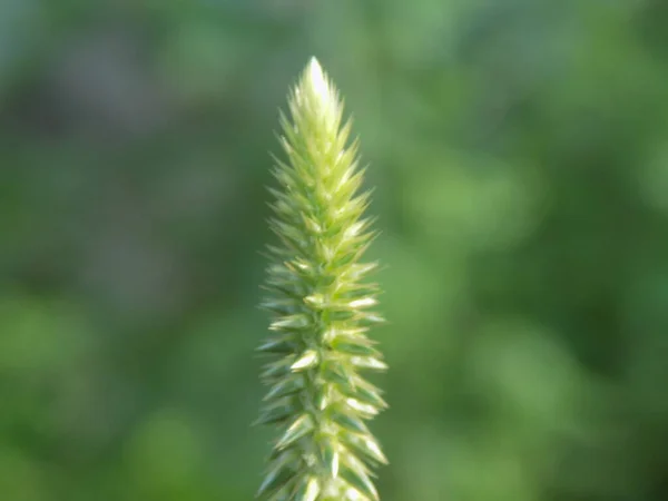 Bahçedeki güzel çiçeğin yakın plan fotoğrafı.