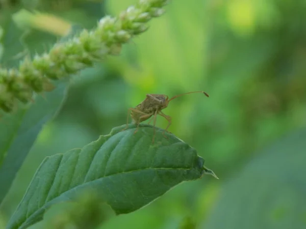 Closeup Bugs Animal Garden Morning — Stock Photo, Image