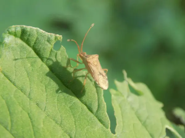 Closeup Bugs Animal Garden Morning — Stock Photo, Image