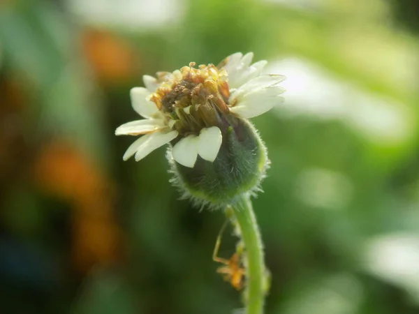 Bahçedeki güzel çiçeğin yakın plan fotoğrafı.