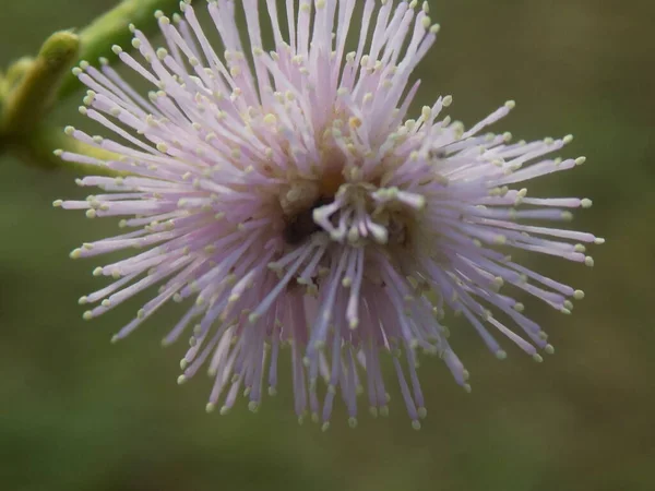 Bahçedeki güzel çiçeğin yakın plan fotoğrafı.