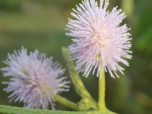 Bahçedeki güzel çiçeğin yakın plan fotoğrafı.