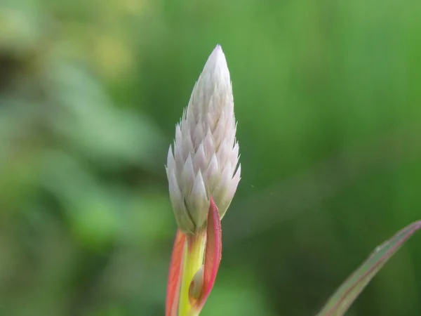 Bahçedeki güzel çiçeğin yakın plan fotoğrafı.