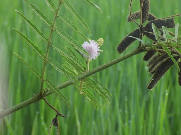 Bahçedeki güzel çiçeğin yakın plan fotoğrafı.