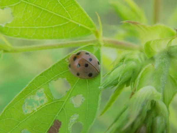 Sabah bahçedeki böceklere yakın bir yerde.