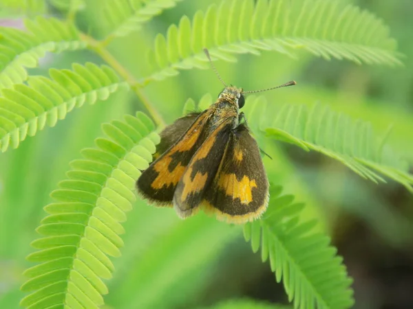 葉の上の蝶のクローズアップ写真 — ストック写真