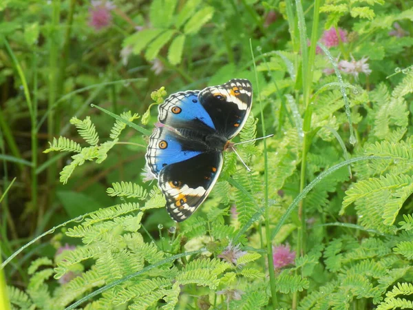 Sabah yaprağın üzerinde kelebeğin yakın plan fotoğrafı.