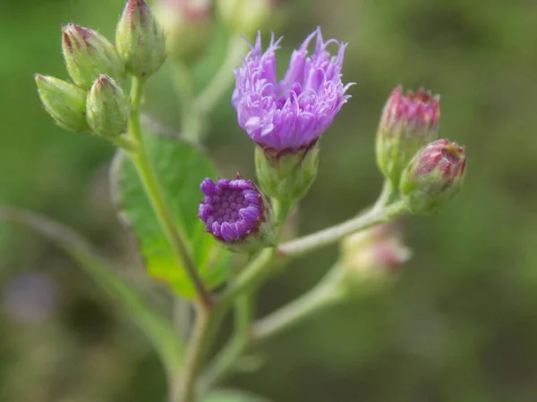Bahçedeki güzel çiçeğin yakın plan fotoğrafı.