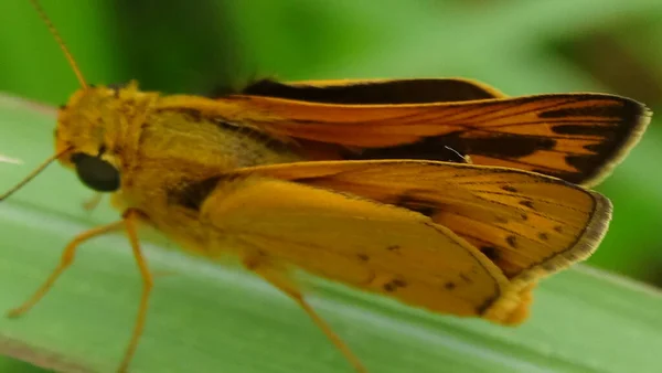 Detailní Fotografie Motýla Listu Dopoledních Hodinách — Stock fotografie