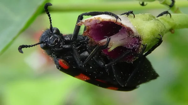 Closeup Bugs Animal Garden Morning — Stock Photo, Image
