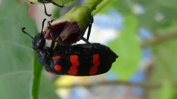 Sabah bahçedeki böceklere yakın bir yerde.