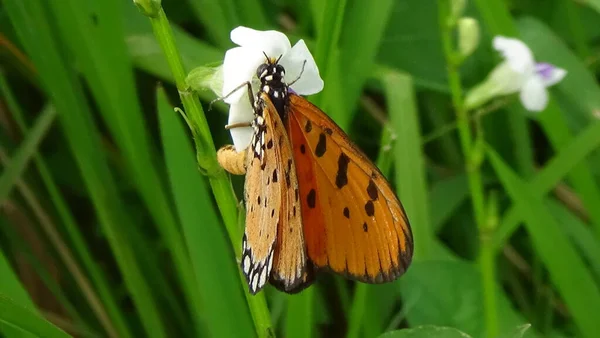 Sabah yaprağın üzerinde kelebeğin yakın plan fotoğrafı.