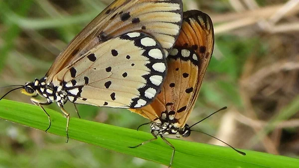 Sabah yaprağın üzerinde kelebeğin yakın plan fotoğrafı.