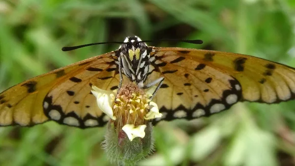 Sabah yaprağın üzerinde kelebeğin yakın plan fotoğrafı.
