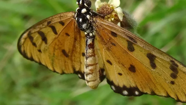 葉の上の蝶のクローズアップ写真 — ストック写真