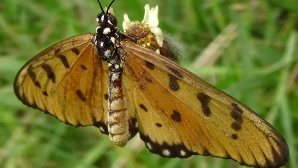 Closeup Picture Butterfly Leaf Morning — Stock Photo, Image