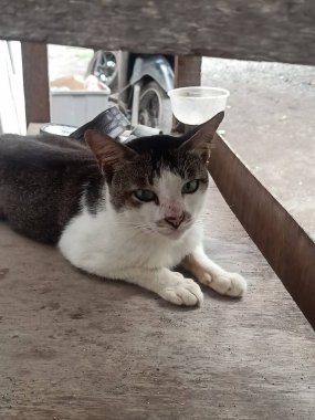 Büyük gözlü kedinin yakın plan fotoğrafı.