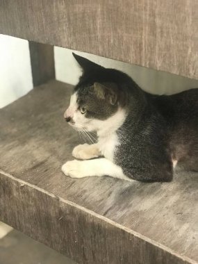 Büyük gözlü kedinin yakın plan fotoğrafı.