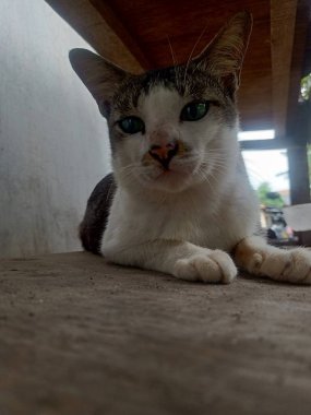 Büyük gözlü kedinin yakın plan fotoğrafı.